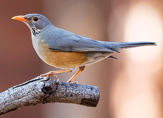 Kurrichane Thrush